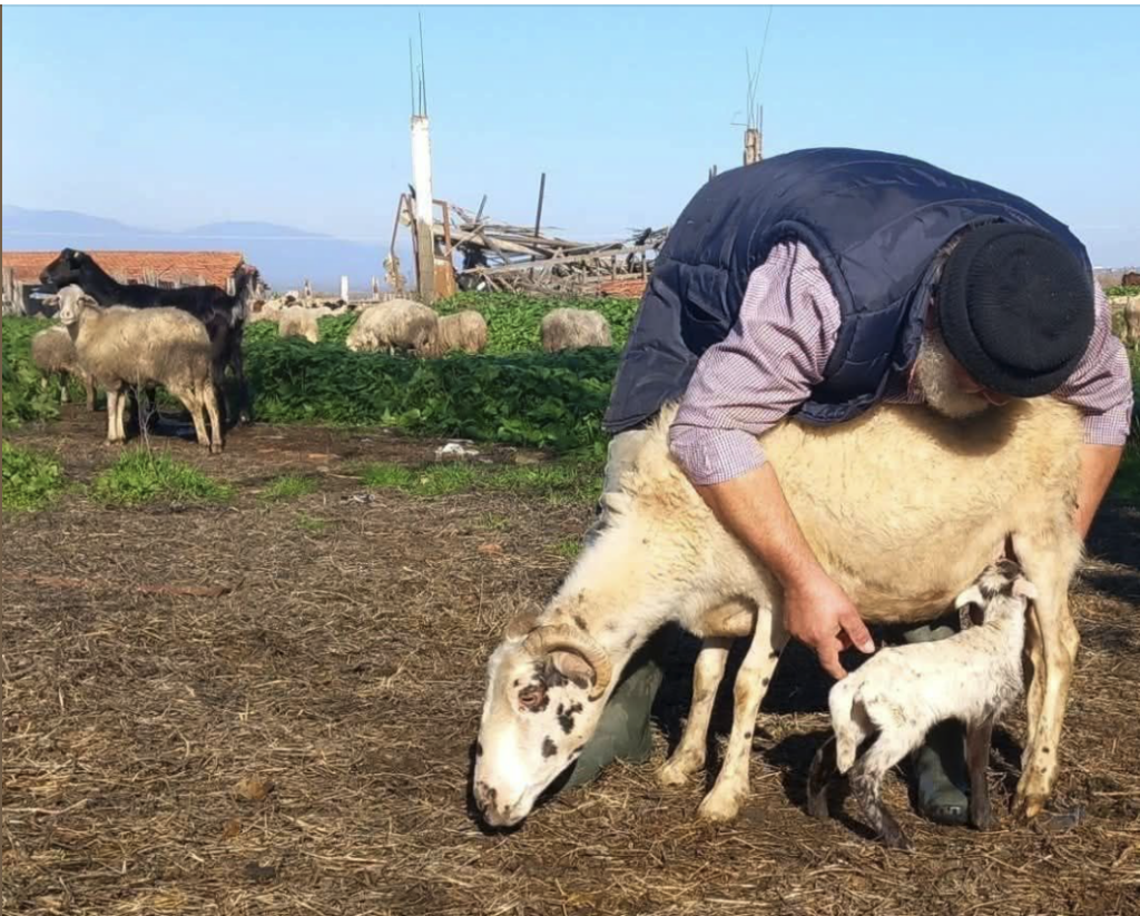 Στην φωτογραφίαν Έλληνας βοσκός πριν να του θανατώσουν το κουπάϊν.